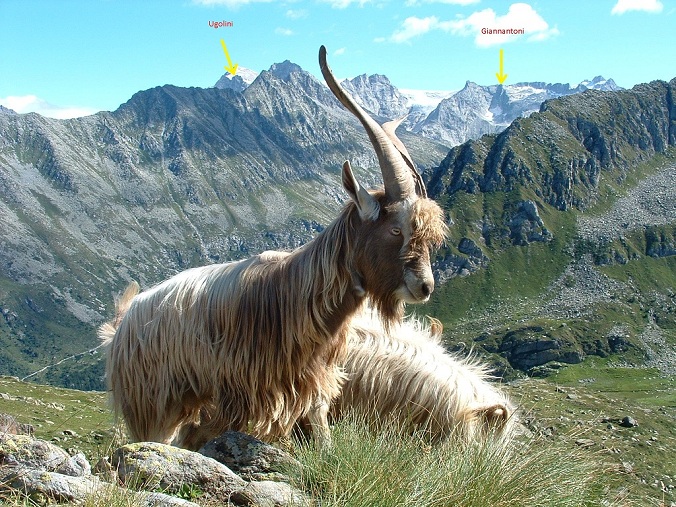 Rifugi e Bivacchi d''Italia.......